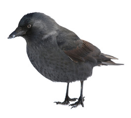 Western Jackdaw looking away, Corvus monedula, or Eurasian Jackdaw, or European Jackdaw or simply Jackdaw against white background