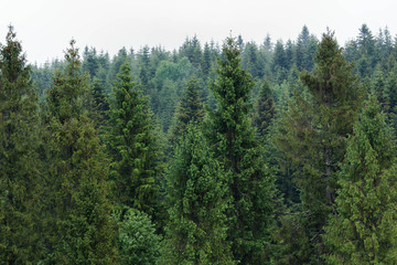 Coniferous trees in the fog