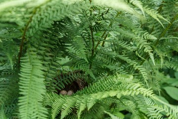 Bird's nest in fern bushes