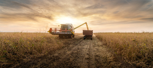 Pouring soy bean grain into tractor trailer after harvest