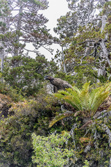 Fototapeta na wymiar Andean Condor 