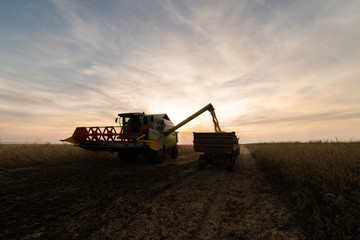 Fototapeta premium Pouring soy bean grain into tractor trailer after harvest