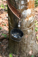 Natural Rubber Collection