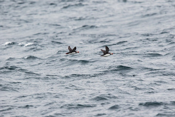Obraz premium Pair of puffins skimming the waves near Bleiksoya