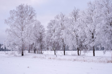 Birch tree covered by fresh snow and frost during winter Christmas time.