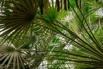 Fototapeta na wymiar palm trees and branches 
