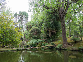 Fototapeta na wymiar Terra Nostra Park, Sao Miguel, Azores Islands.