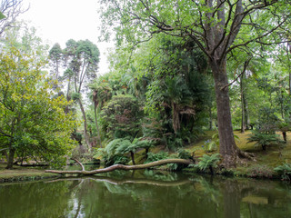 Obraz premium Terra Nostra Park, Sao Miguel, Azores Islands.
