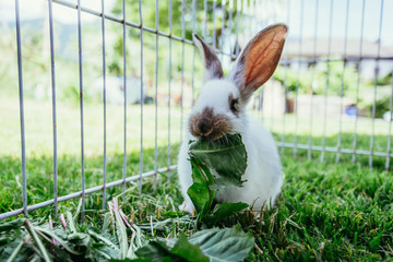 Cute little bunny is eating salad, outdoor compound, green grass © Patrick Daxenbichler