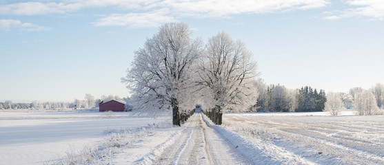 Birch tree covered by fresh snow and frost during winter Christmas time.