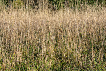 Last year's dried grass in the meadow in the spring