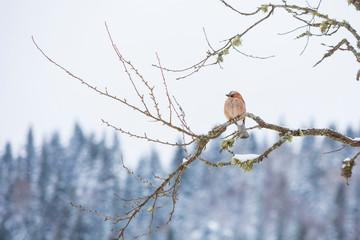 Birds in winter - Eurasian jay, Garrulus glandarius,  during a snow season.