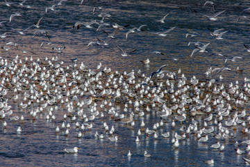 seagulls and sea