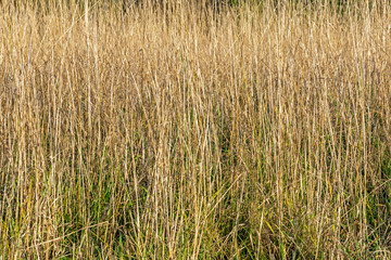 Last year's dried grass in the meadow in the spring