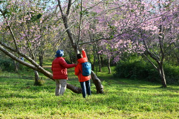 Japanese girls and travelers In the middle gardens of Sakura Thailand