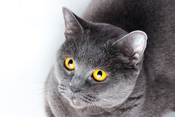 Portrait of a british smooth-haired blue cat close-up