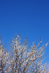 梅と青空