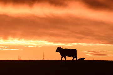 Cows fed  grass, in countryside, Pampas, Patagonia,Argentina