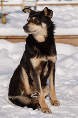stray dog that lives on the street mongrel in the snow