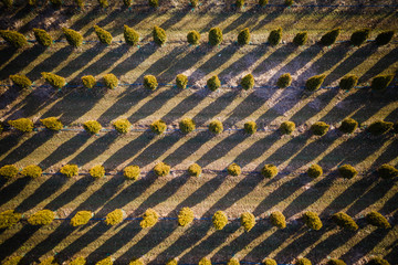 Abstract Aerial of Fields and Trees