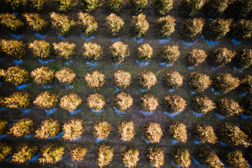 Abstract Aerial of Fields and Trees