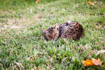 Obraz premium Cute spotted kitten