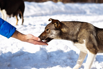 stray dog that lives on the street. mongrel in the snow. A hungry homeless puppy takes food from a man’s hand