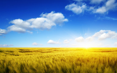 Wheat field and sun