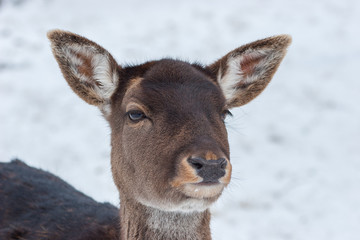 Damhirsch im Winter (Dama dama)