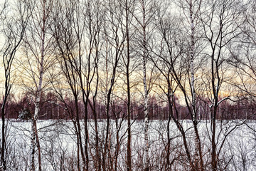 Naklejka na ściany i meble Trees by the field at winter sunset time.