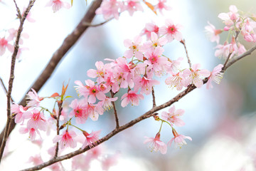 Beautiful pink Sakura flower blooming