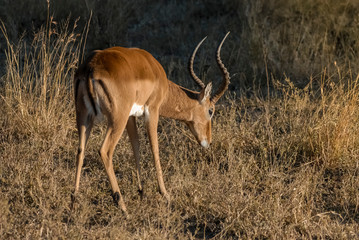 Impala , South Africa