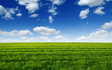 green field and blue sky