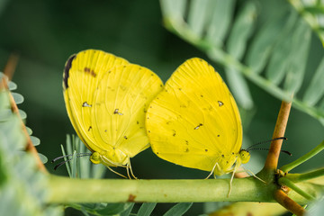 couple de papillons jaunes