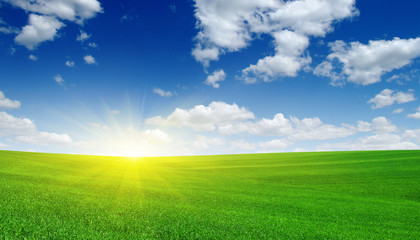 Green meadow and sun.