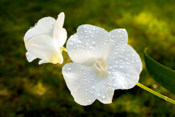 Obraz premium Drops of dew on white orchid petals The background is green grass.