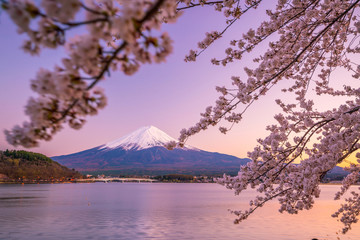 Mount Fuji with Cherry Blossom (sakura), view from Lake Kawaguchiko