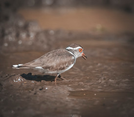  Three banded plover,in swamp environment, South Africa