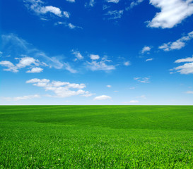 green field and blue sky