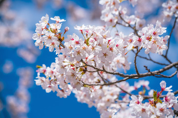 Beautiful cherry blossom sakura in spring time