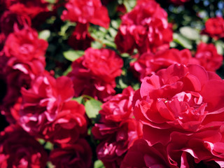Red rose flower blooming in roses garden on background red roses flowers.