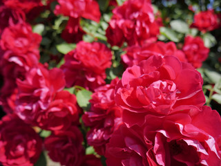 Red rose flower blooming in roses garden on background red roses flowers.