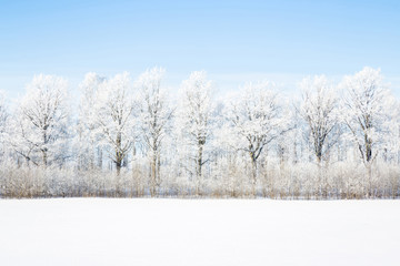 Row of bare trees with white, fresh snow in winter morning. Light blue sky. Cold weather. Nature background. 