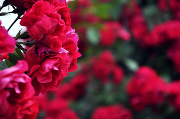 Red rose flower blooming in roses garden on background red roses flowers.