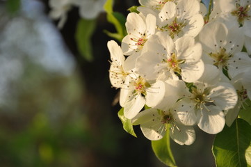 Beautiful and amazing Bright and Colorful Flowers