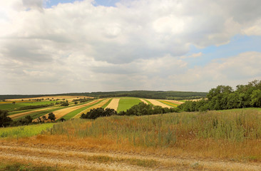 Fototapeta premium Planted agricultural crops field during summer
