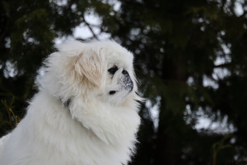 雪山でたたずむ白いペキニーズ