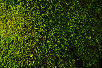 Moss texture. Moss background. Green moss on grunge texture, background