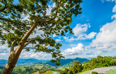 Trees on the Mountain
