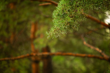 Branch of green pinetree under the summer rain
